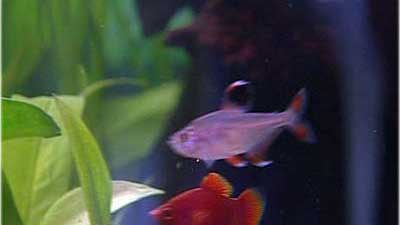 Fische Fische