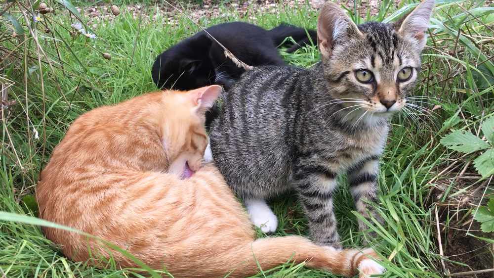 ToolSpot Katzen