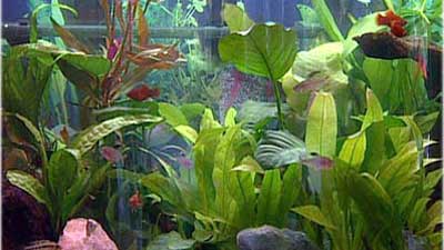 Fische Fische