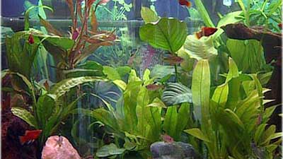 Fische