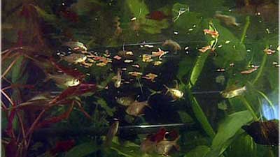 Fische Fische