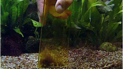 Fische Fische