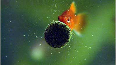 Fische