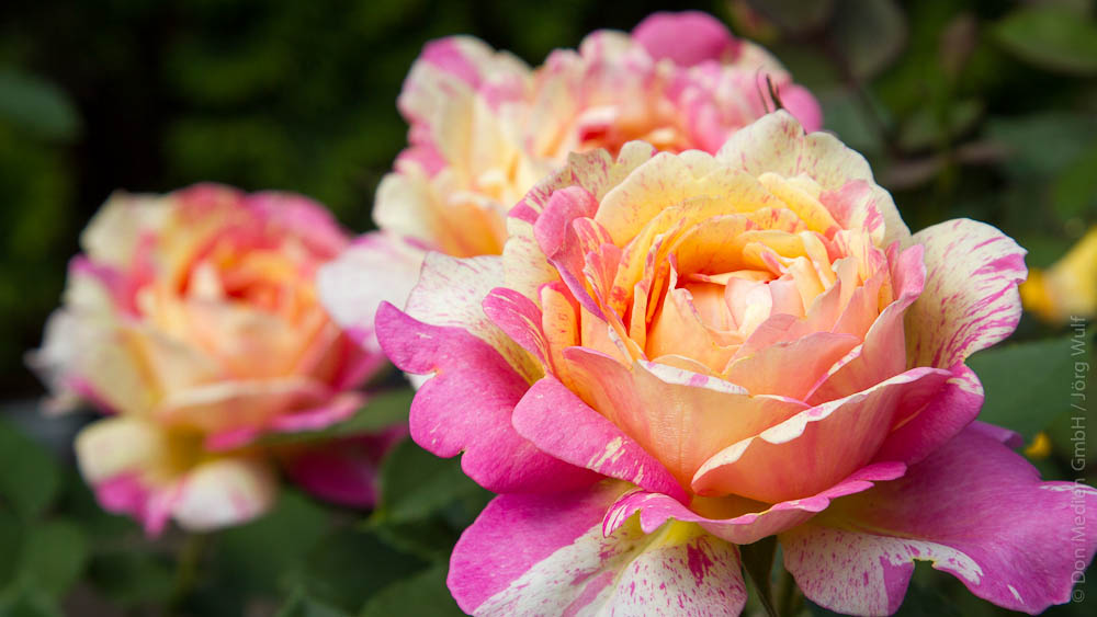 Rose-bunt-blumensprache