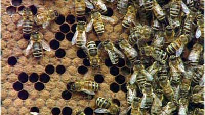 Insekten Insekten
