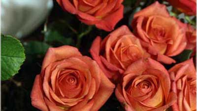 Blumen und Sträucher Blumen und Sträucher