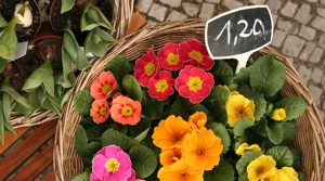 fruhlingsblueher-primeln-blumenkasten-bepflanzung ToolSpot