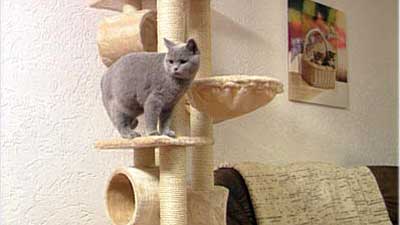 Katzen