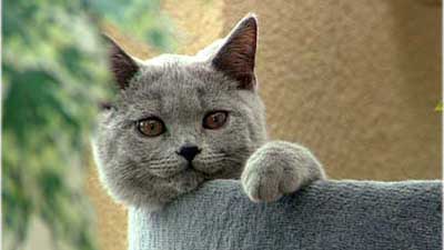 Katzen