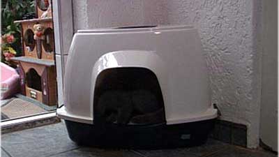 Katzen