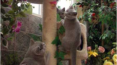 Katzen